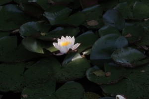 DSCN0219