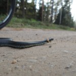 DSCN0849
